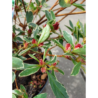 Azalea japonica 'Hotshot Variegata'