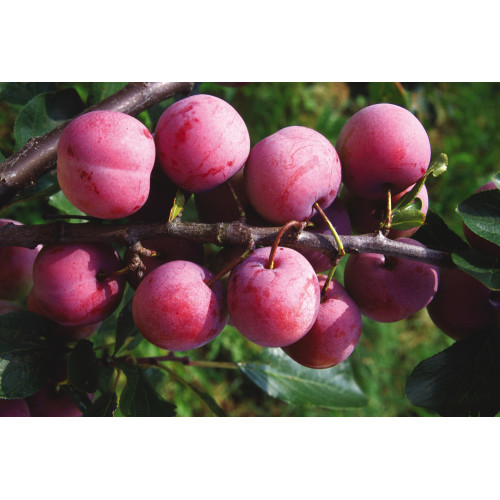 Prunus domestica 'Globus' (japońska)