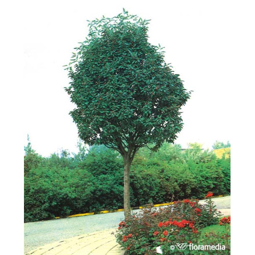 Sorbus thuringiaca 'Fastigiata'