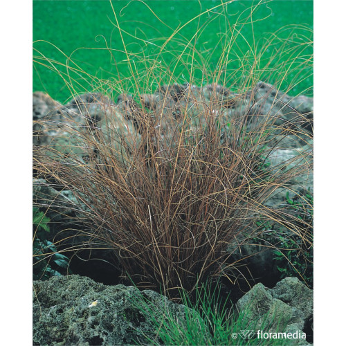 Carex comans 'Bronze Perfection"