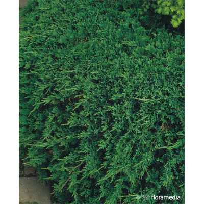 Juniperus horizontalis 'Wiltonii' formowany