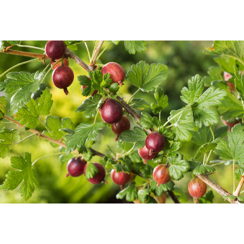 Ribes uva-crispa 'Hinnonmäki Rot'