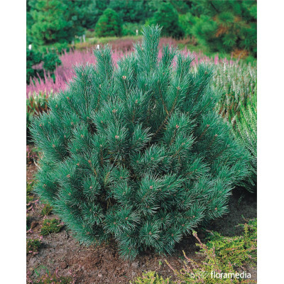 Pinus sylvestris 'Watereri' 