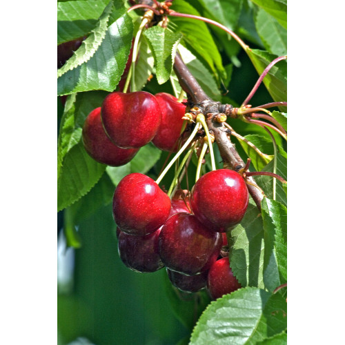 Prunus avium  Tamara