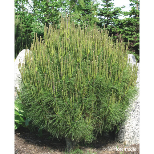 Pinus densiflora 'Jane Kluis'