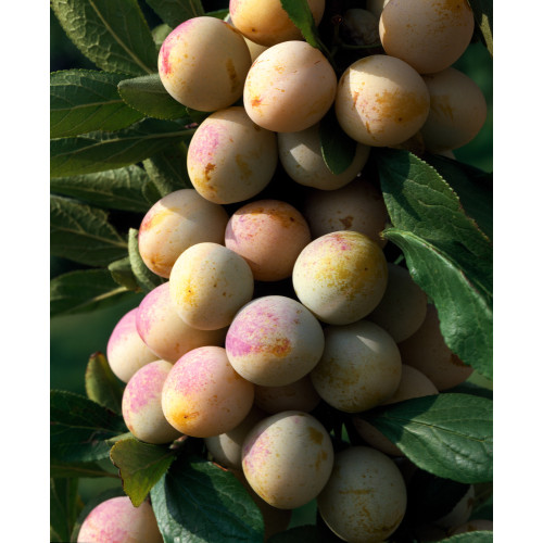 Prunus domestica 'Mirabelle de Nancy'