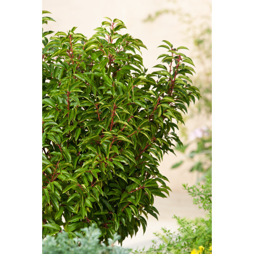 Prunus lusitanica 'Angustifloria'