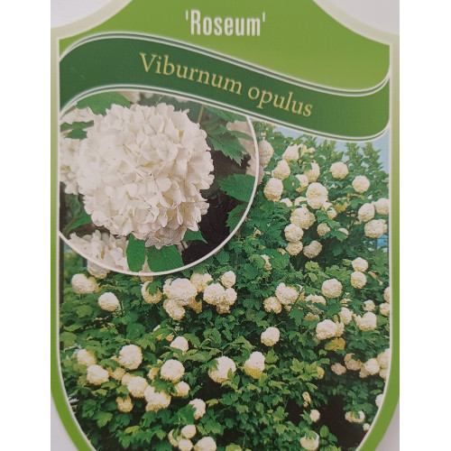 Viburnum opulus 'Roseum'