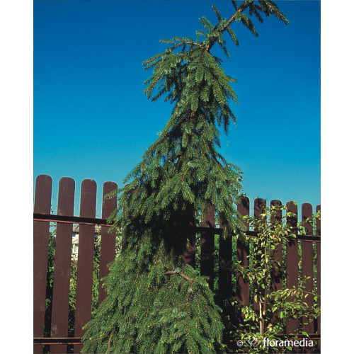 Picea omorika 'Pendula Bruns'