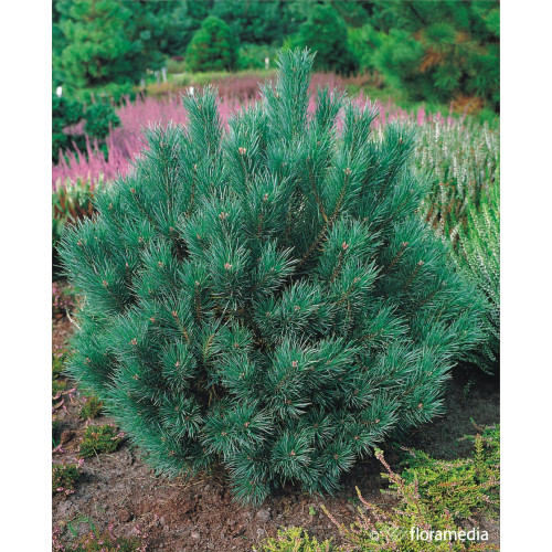 Pinus sylvestris 'Watereri' 
