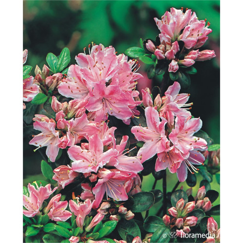 Azalea japonica 'Kermesine Rose'