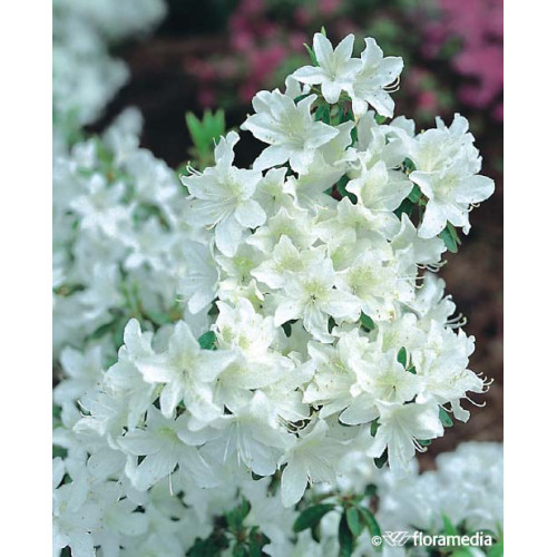 Azalea japonica  'Pleasant White'