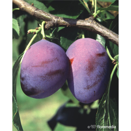 Prunus domestica 'Vision'