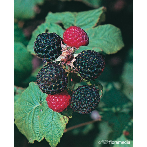 Rubus occidentalis 'Jewel'
