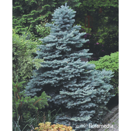 Picea pungens 'Blue Saphin'