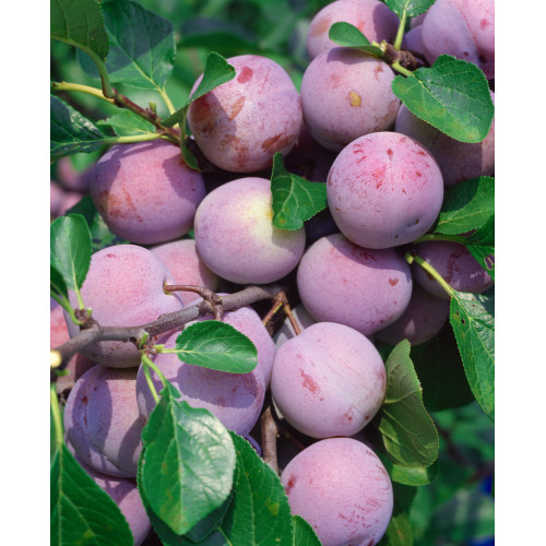 Prunus domestica 'Renkloda Althana'
