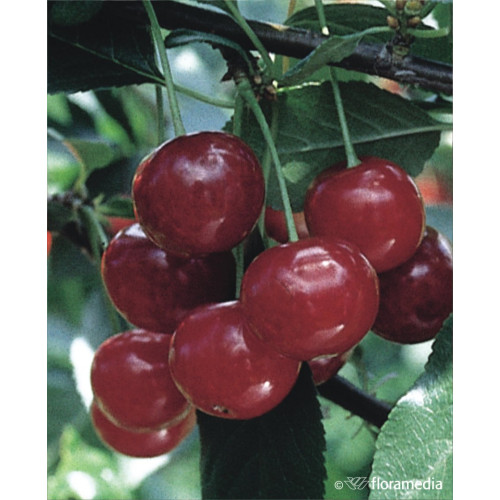 Prunus cerasus 'Northstar'
