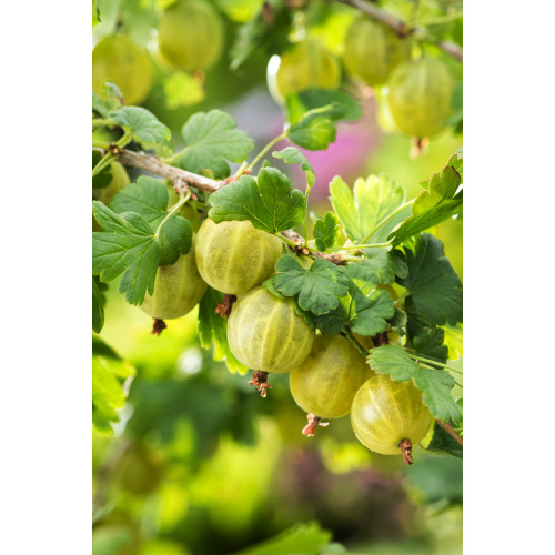 Ribes uva-crispa 'Mucurines'