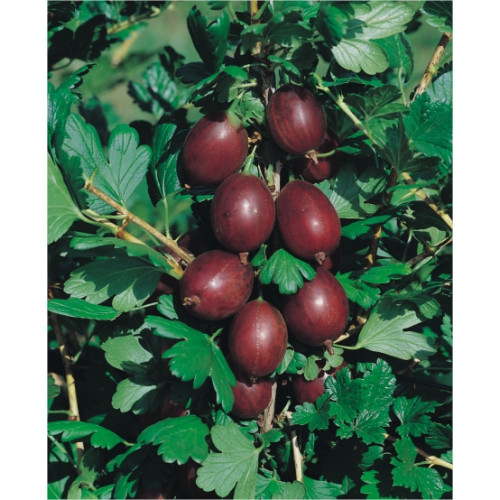 Ribes uva-crispa 'Karat'