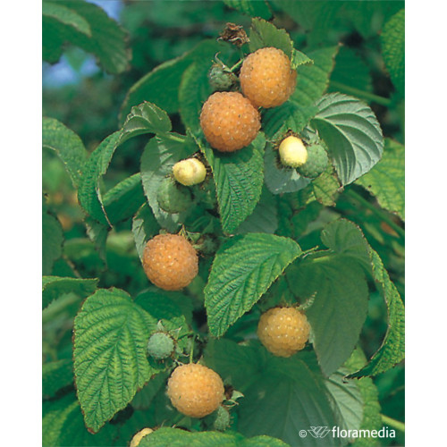 Rubus idaeus 'Janatr'