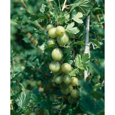 Ribes uva-crispa Invicta