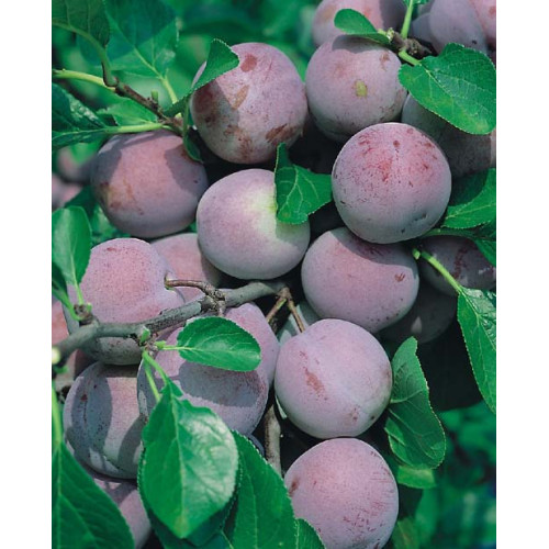 Prunus domestica 'Renkloda Althana'