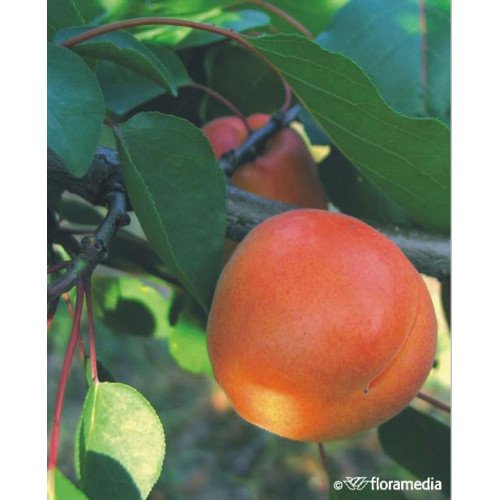 Prunus armeniaca  'Darina'