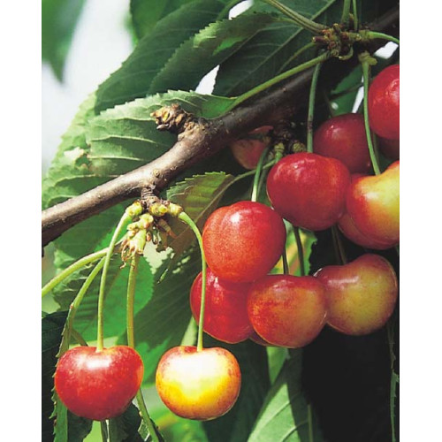 Prunus avium 'Vega'