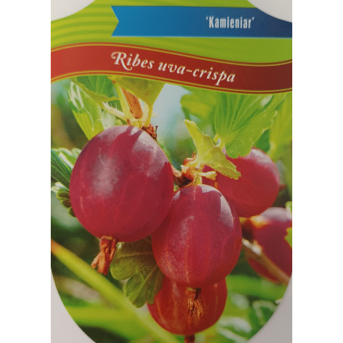 Ribes uva-crispa Kamieniar