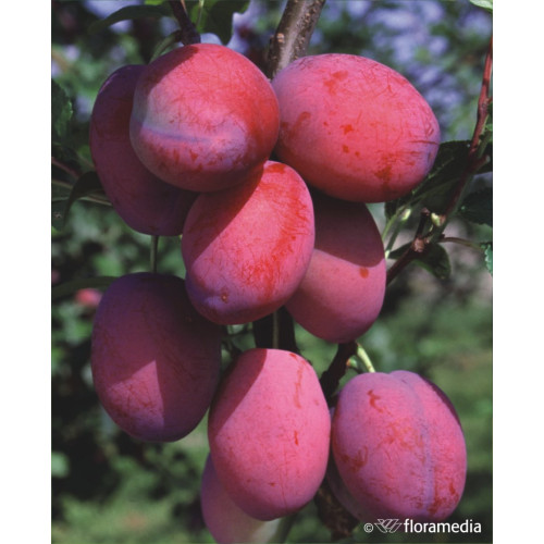 Prunus domestica 'Cacanska Rana'