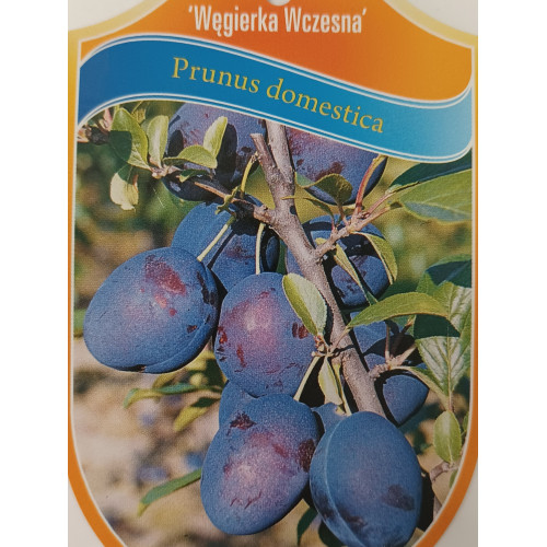 Prunus domestica 'Węgierka Wczesna'