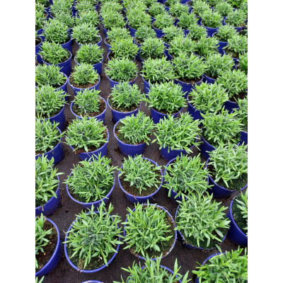 Lavandula angustifolia 'Hidcote Blue'
