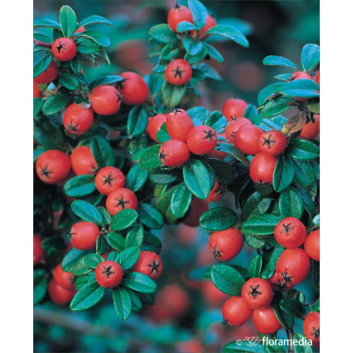 Cotoneaster suesicus 'Coral Beauty'