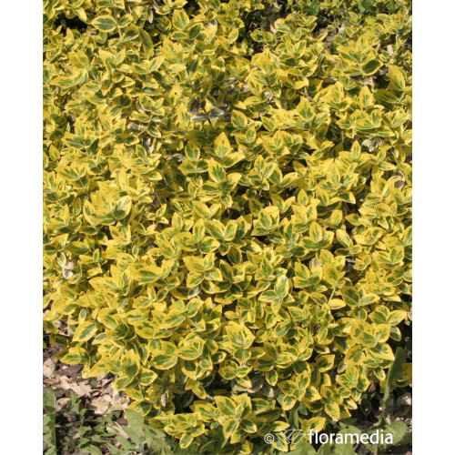 Euonymus fortunei 'Emerald`n`Gold'