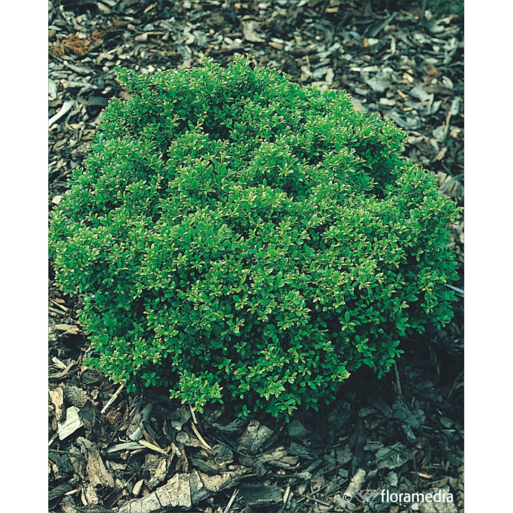 Ilex Crenata Glory Dwarf ilex-crenata-glory-dwarf