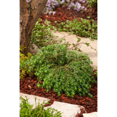 Tsuga canadensis 'Jeddeloh'