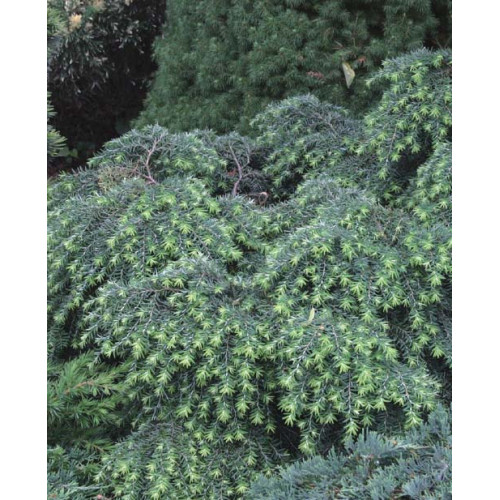 Tsuga canadensis 'Jeddeloh'