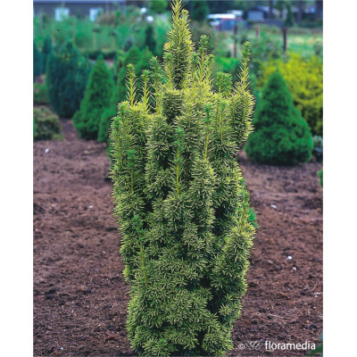 Taxus baccata 'David'
