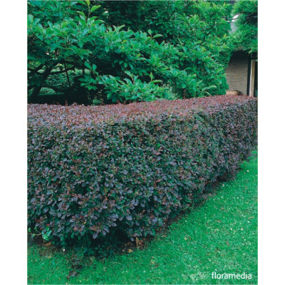 Berberis thunbergii 'Atropurpurea'