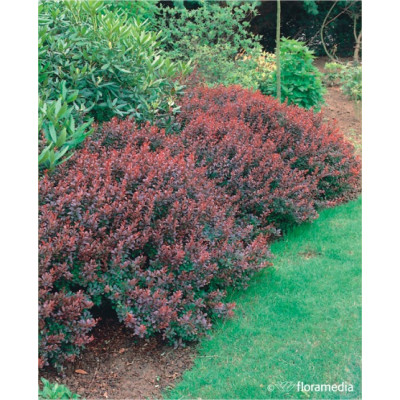 Berberis thunbergii 'Atropurpurea Nana'