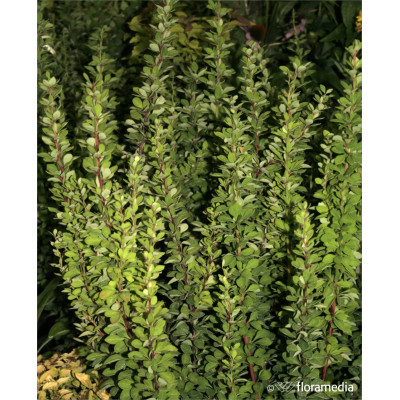 Berberis thunbergii 'Erecta'