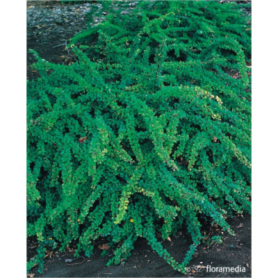 Berberis thunbergii 'Green Carpet'