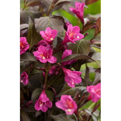 Weigela florida 'Nana Purpurea'