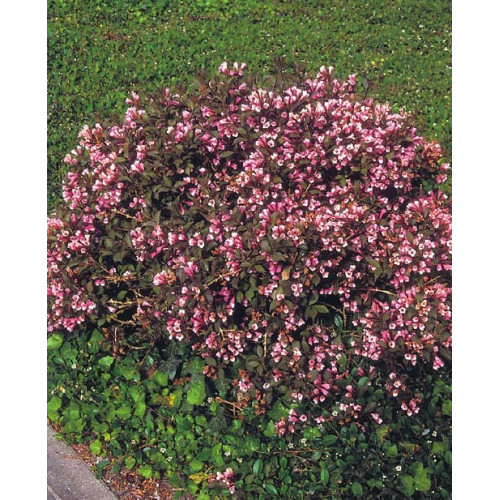 Weigela florida 'Nana Purpurea'