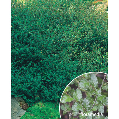 Betula nana