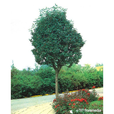 Sorbus thuringiaca 'Fastigiata'