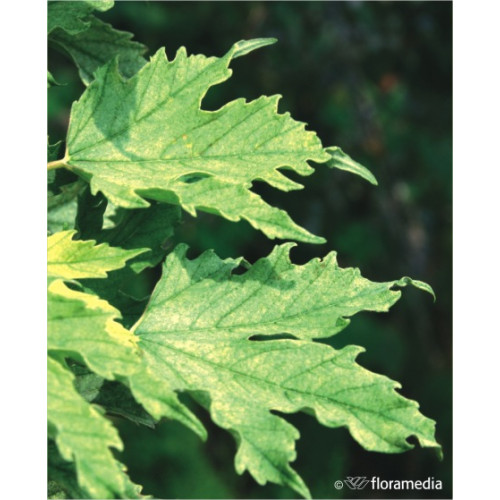 Acer pseudoplatanus 'Brilliantissimum'