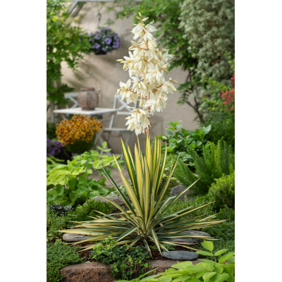 Yucca filamentosa 'Colour Guard'