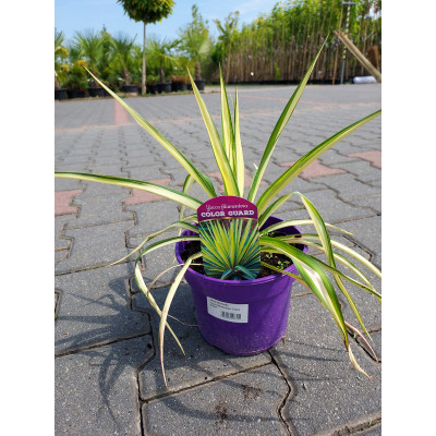 Yucca filamentosa 'Colour Guard'