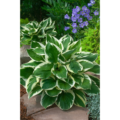 Hosta 'Minute Man'